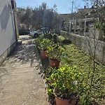 Bugenvila