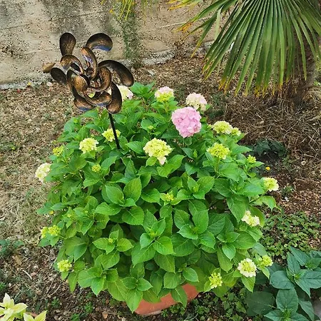 Bugenvila Рогозница