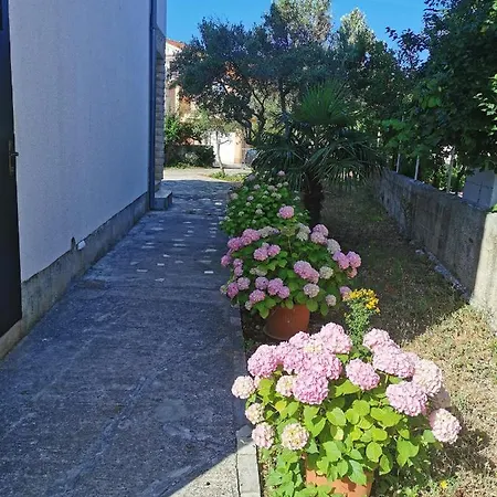 Bugenvila Рогозница