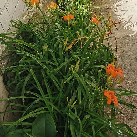 Bugenvila * Rogoznica (Sibenik-Knin)