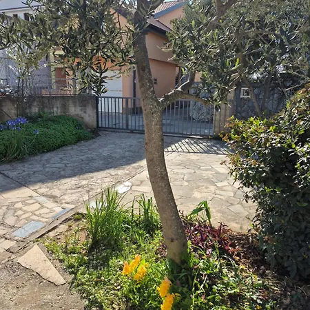 Bugenvila
