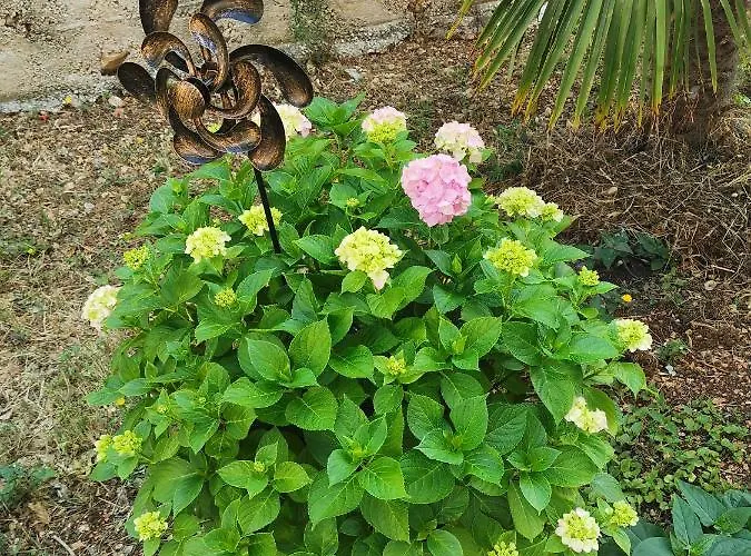 Bugenvila Рогозница