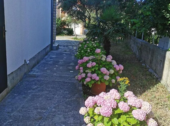 Bugenvila Рогозница