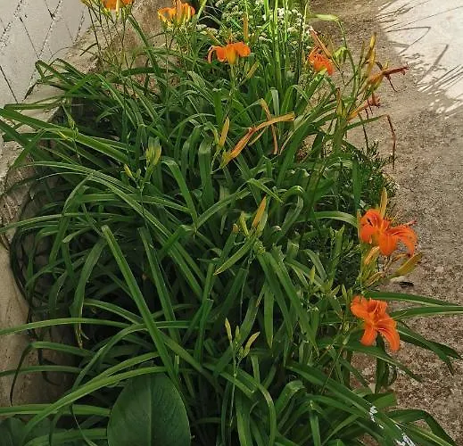 Bugenvila * Рогозница